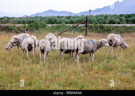 Pasture Of Marked Sheeps Are Eating Grass. Livestock On A Summer Day. Stock Photo
