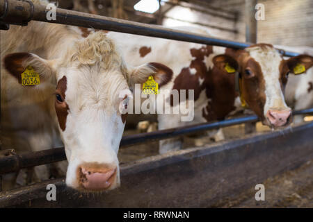 Red Holstein cows at the barn, Netherlands farm Stock Photo