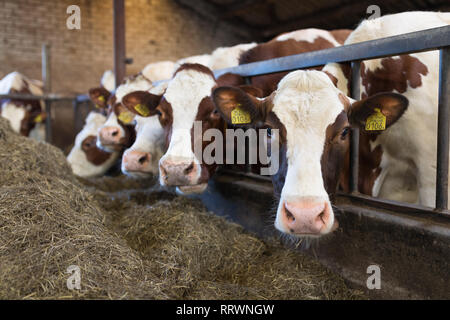 Red Holstein MRI cows indoor eating hay at the barn Stock Photo - Alamy