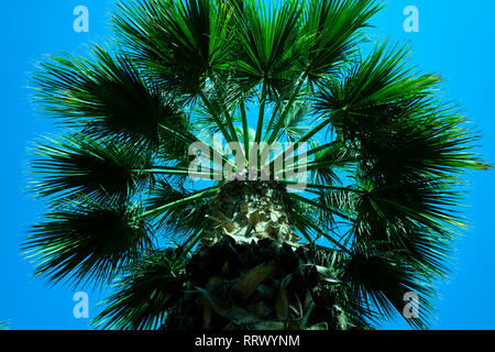 Palm tree with blue sky from below Stock Photo