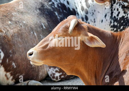 Beautiful Pygmy Zebu Cow Closeup on Sun Stock Photo Stock Photo - Alamy