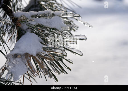 Pine needles encased in ice after freezing rain in Quebec, Canada Stock Photo