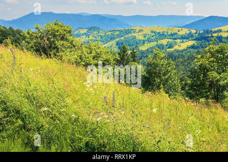 mountainous countryside on a hot summer afternoon. grassy slope with wild herbs and trees. meadows on the distant rolling hills. sunny weather Stock Photo