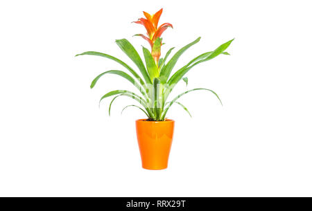 Blooming orange bromeliad flower with green leaves in orange stylish pot closeup isolated on white background Stock Photo