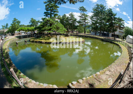 Terrapin pond in Nara, Japan Stock Photo