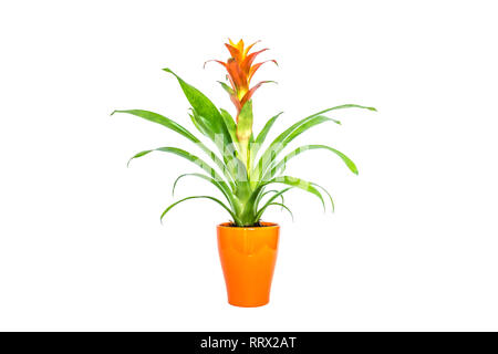 Blooming orange bromeliad flower with green leaves in orange stylish pot closeup isolated on white background Stock Photo