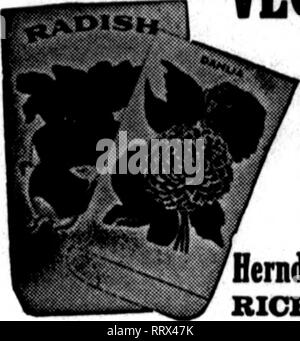 . Florists' review [microform]. Floriculture. October 31, 1912. The Florists'Review 51 COLORED FLOWER ««»VEGETABLE SEED BAGS Send for Sampla Herndcn&amp;LesterJnc. RICBMOND, VA. Mention The Reylew when yoa writ«.. J. C. Robinson Seed Co. WATERLOO. NEB. ROCKY FORD, COLO. Contract growers of Cuciunber, Cantaloape. Watermelon, Squash and Pumpkin Seed: Susar, Flint and Field Seed Corns. Mention The Review when you write. THE KIHBERIIN SEED CO. SANTA CLARA, CAL. Wholesale Seed Growers Growers of ONION, LETTUCEp RADISH, correspondence Solicited. Mention The Review when you writ*, etc. SEATTLE, WASH. Stock Photo