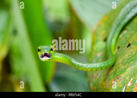 Portrait of the arboreal Green Vine Snake (Oxybelis Fulgidus) with open mouth inside Tortuguero national park, Costa Rica, Central America. Stock Photo