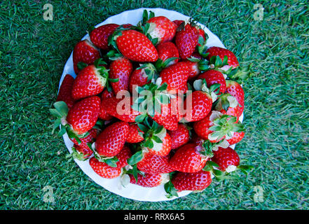 Big plate with red strawberries on the grass background, top view Stock Photo