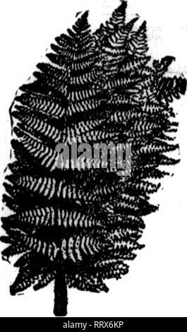 . Florists' review [microform]. Floriculture. FANCY FERN! CHOICE T. STOCK $2.00 per 1000 DISCOUNT ON ORDERS or 10,000 OR MORE $2.00 per 1000 Fort Morgan, Coix)., May 17, 1913. Michigan Cut Flower Exchange, Detroit, Michigan. Please ship via express, promptly, one thousand fancy cut ferns for Memorial day use. The ferns which we have been getting from you have been so much better than those received from wholesale houses nearby, where they have been rehandled, that we feel justified in shipping them so far. Only wish that we could use enough to ship more frequently. Yours truly, REID'S. GREENHO