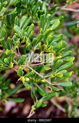 Pittosporum Tobira leaves. Stock Photo