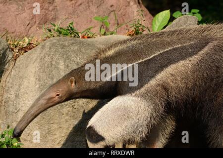 beautiful picture of giant anteater (Myrmecophaga tridactyla) in nature Stock Photo