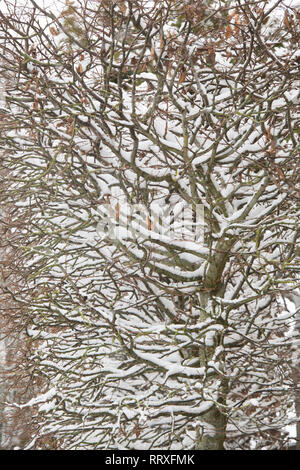 Cotswold garden winter beech hedge covered in snow. Winson, Cotswolds, Gloucestershire, England Stock Photo