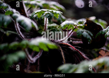 Detail of furry plant with the sun from behind Stock Photo