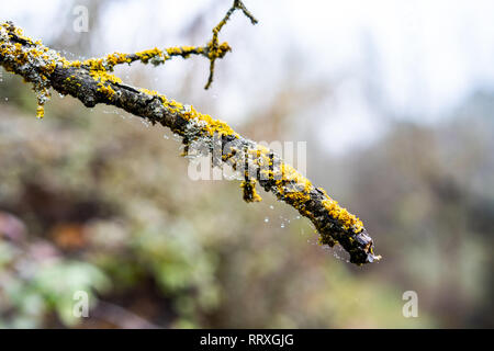 Closeup wooden twig in moss with spider web and water drops in forest on blurred background Stock Photo