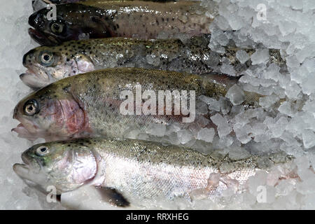 Caught fresh trout on a store shelf in ice Stock Photo