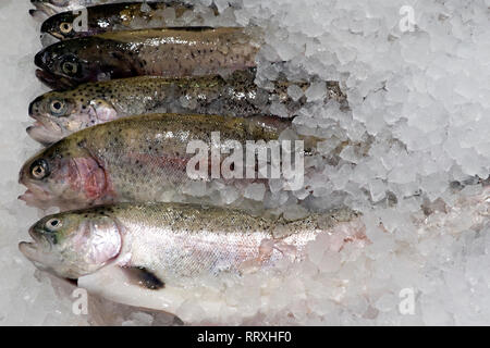 Caught fresh trout on a store shelf in ice Stock Photo