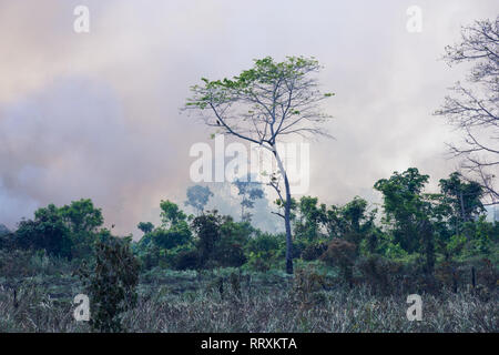 Smoke of a forest fire in the Brazilian amazon with trees in silhouette ...