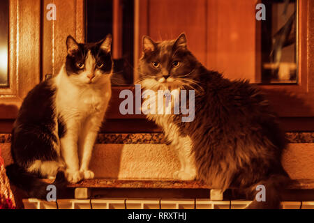 two cats on the threshold of the window looking at you Stock Photo