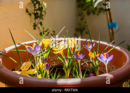 yellow and violet krokus flowers in their flowerpot Stock Photo