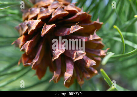 Close-up look at a Ponderosa (Pinus) pine cone on the tree. Stock Photo