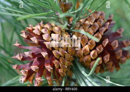 Two Ponderosa (Pinus) pine cones on the tree, Stock Photo