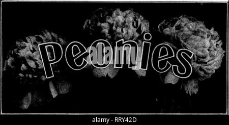 . Florists' review [microform]. Floriculture. •-I-.-..-?-,7r 'iwr.- &quot;^',Y,jsr-'??^^'&quot;r^!f:^2'-:f^'irT?^,»)'n? 'W!vWWfWP^^ 14 The Weekly Florists' Review. FEBHUARr 1, 1012. tion rust, to which A. F. J, B. replied that &quot;there is no known remedy that will destroy the rust without destroy- ing the parts affected,&quot; the Aphine Mfg. Co., Madison, N. J., calls atten- tion that Thomas Proctor, Lenox, Mass., has had excellent results in the use of Fungine as a cure for rust on carnations. He used one part of the fungicide to forty parts water.. FEBTIUZEB FOB PEONIES. I should like t Stock Photo