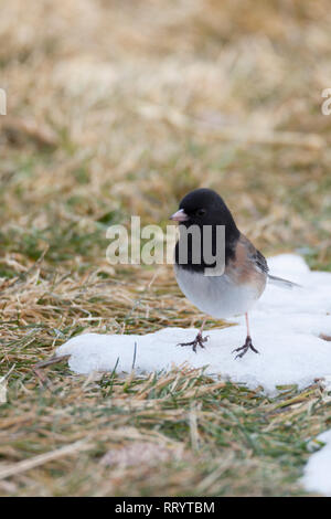 A dark-eyed junco standing on a patch of snow Stock Photo