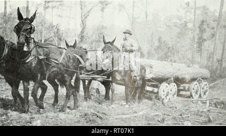 . American forestry. Forests and forestry. iKi.iN l.(>M,.i.i;.i' ri.xi: was drawn showing the forest types, roads, fields, streams, houses and contours. "While i>u are walking through the woods," said the professor in charge, "learn to distinguish between the three species of pine growing here." The long-leaf pine, with its long, thick needles grow- ing in plume-like bunches, bark in long, thin plates and enormous cones which lay scattered on the ground at its base, was not hard to pick otit, but the loblolly and short-leaf pines, which grew in greater abundance an Stock Photo