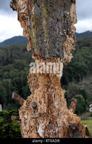 Close up of vertical damaged and rotten dry pine tree trunk with green forest background Stock Photo