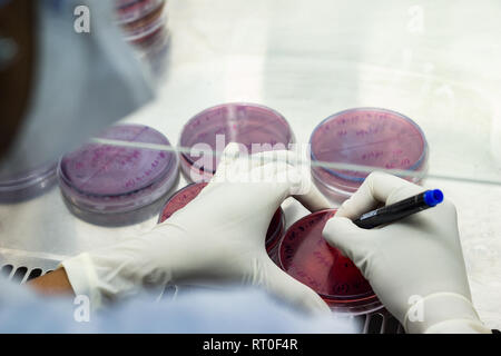 Laboratory worker labelling a culture plate petri dish with black marker pen inside an asceptic fume hood in a microbiology laboratory setup Stock Photo