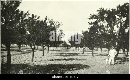 . Bulletin. 1901-13. Agriculture; Agriculture. Fig. 1.—Single Large Tree of Planeta Varie. Please note that these images are extracted from scanned page images that may have been digitally enhanced for readability - coloration and appearance of these illustrations may not perfectly resemble the original work.. United States. Bureau of Plant Industry, Soils, and Agricultural Engineering. Washington Govt. Print. Off Stock Photo