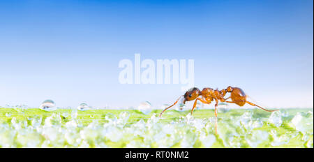 On the resting the the grass Stock Photo