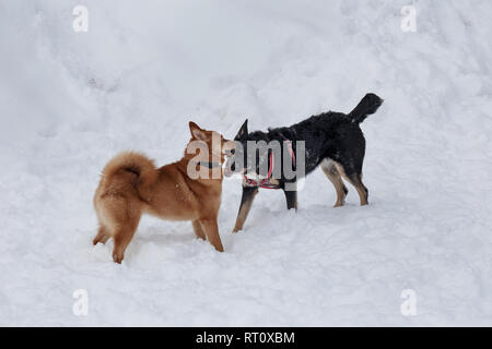 Cute shiba inu and black mongrel are playing on the white snow. Pet animals. Stock Photo