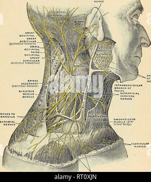 . Anatomy, descriptive and applied. Anatomy. TRANSVERSE AURICULAR ...