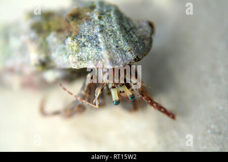 hermit crab in his shell Stock Photo
