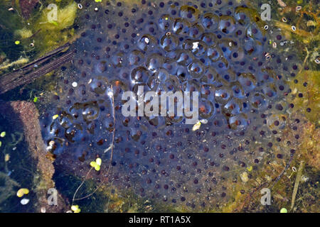 Early spring frogspawn in Buckinghamshire's heatwave, UK Stock Photo ...