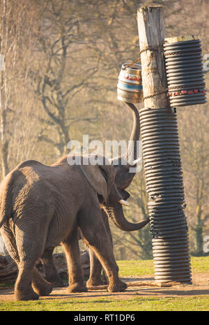 Bewdley, UK. 27th February, 2019. UK weather: as the unseasonably warm temperatures continue in the UK, even elephants seem to need a cool beer to enjoy in the sunshine at the end of the day! These two captive, African elephants (Loxodonta africana) isolated outdoors at West Midlands Safari Park are out in the glorious sunshine reaching up to a suspended beer keg - not realising it is without contents! Credit: Lee Hudson/Alamy Live News Stock Photo