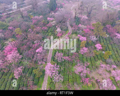 Nanjing, Nanjing, China. 28th Feb, 2019. Nanjing, CHINA-Plum flowers ...