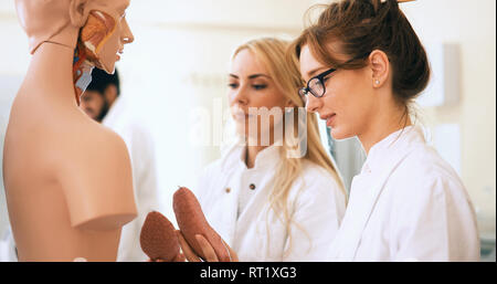 Students of medicine examining anatomical model in classroom Stock Photo