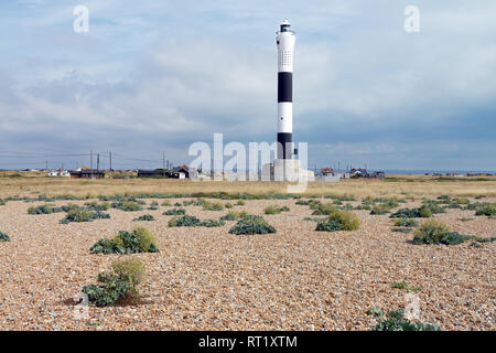 Dungeness is one of the largest expanses of shingle in Europe. Seen here are sea kale plants with the new Dungeness Lighthouse in the background. Stock Photo