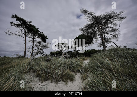Germany, Mecklenburg-Western Pomerania, Zingst, trees in the evening Stock Photo