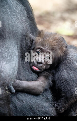 Gorillas are ground-dwelling, predominantly herbivorous apes that inhabit the forests of central Sub-Saharan Africa. Stock Photo