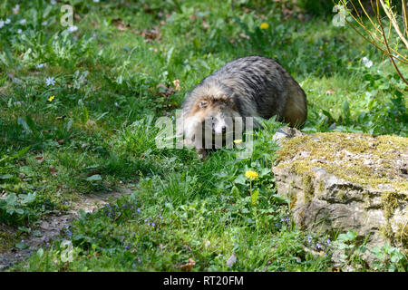 Real dogs, Enok, doggy, marten's dog, Nyctereutes procyonoides, predators, animals  *** Local Caption ***  Real dogs, Enok, doggy, marten's dog, Nycte Stock Photo