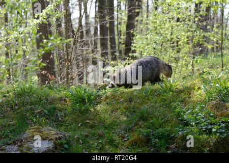 Real dogs, Enok, doggy, marten's dog, Nyctereutes procyonoides, predators, animals  *** Local Caption ***  Real dogs, Enok, doggy, marten's dog, Nycte Stock Photo