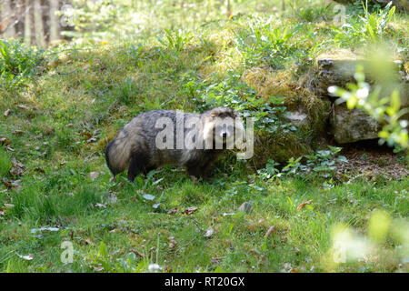 Real dogs, Enok, doggy, marten's dog, Nyctereutes procyonoides, predators, animals  *** Local Caption ***  Real dogs, Enok, doggy, marten's dog, Nycte Stock Photo