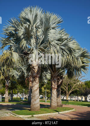 Brahea Armata (Mexican blue palm). La Batería park. Torremolinos, Málaga, Spain. Stock Photo