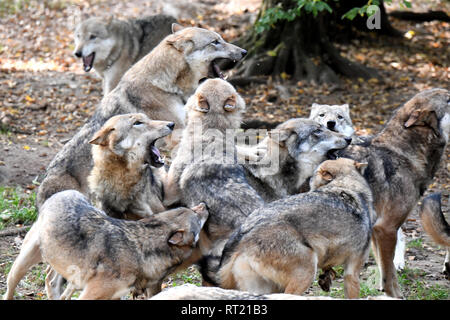 Canine, Canis lupus, European wolf, grey wolf, grey wolf, howling wolves, doggy, Isegrimm, predator, predators, herds, herd behaviour, social behaviou Stock Photo