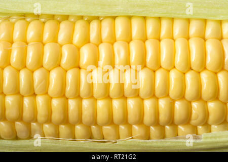 Fresh corn ear close up Stock Photo