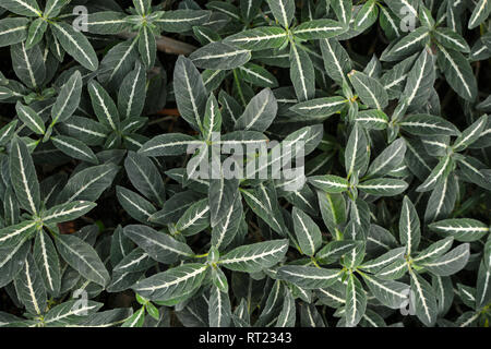 Small tropical Ruellia Makoyana ground cover plant background Stock Photo